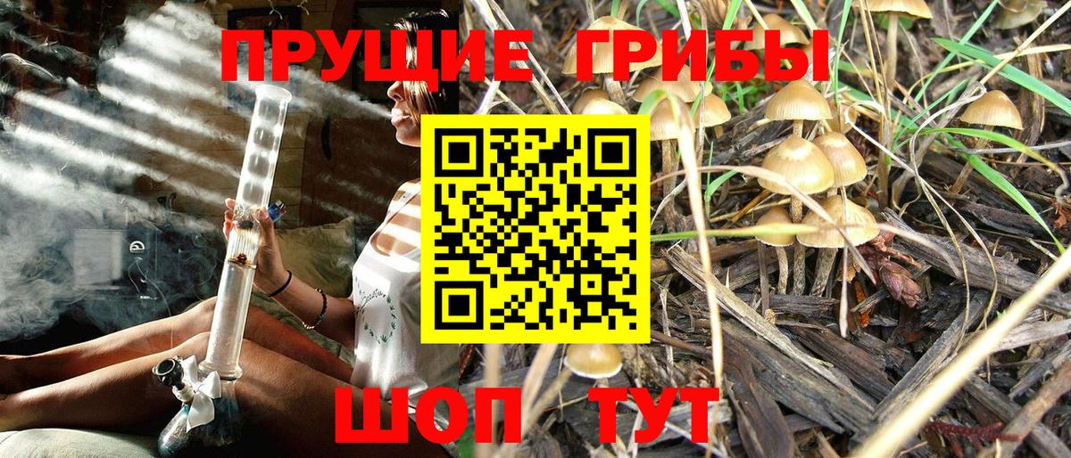 Егорьевск  Псилоцибиновые грибы прущие грибы  Галлюциногенные грибы Cubensis  Вход с VPN 